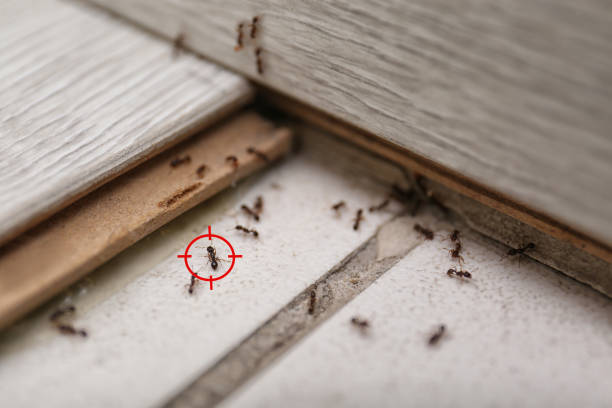 Trusted Camp Hill, AL Pest Control Experts