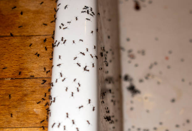 Best Wasp Removal Services  in Camp Hill, AL