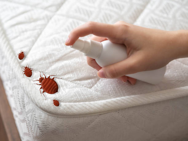 Best Termite Control Services  in Camp Hill, AL