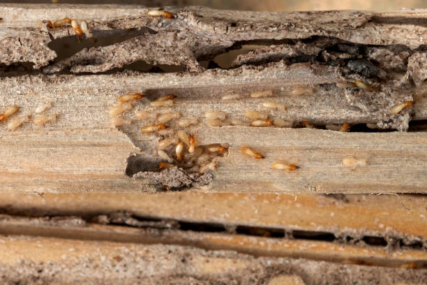 Best Local Pest Control Services  in Camp Hill, AL