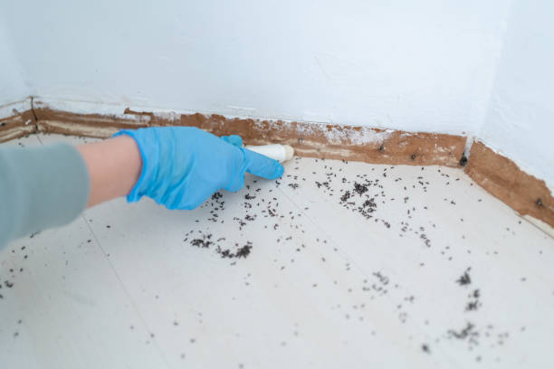 Best Affordable Pest Control Services  in Camp Hill, AL